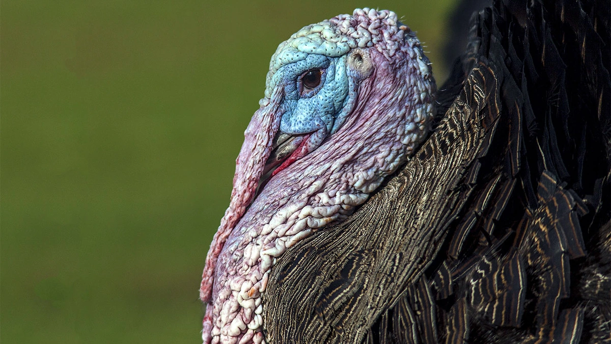 Why Turkey's Automotive Ambition Matters